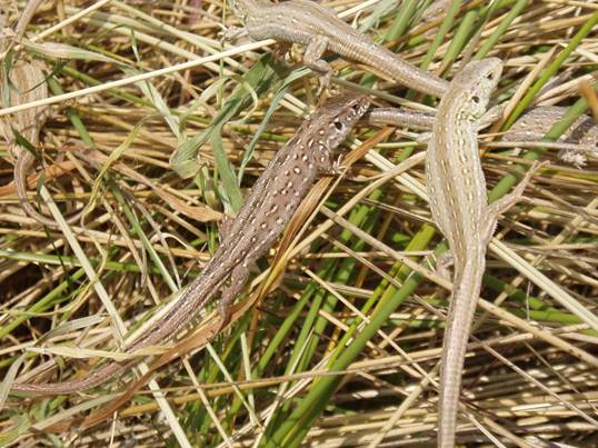 Juvenile sand lizards